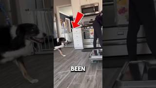 THE MOST GENIUS DOG#shortsviral #doglover #animallover