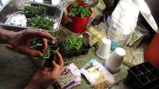 Flowers Attract Insects: Seed Start Daisies, Butterfly Weed & Baby's Breath - The Rusted Garden 2014