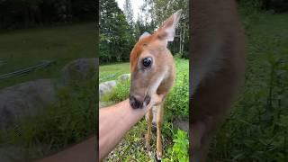 This is how I met this lone fawn & within a couple weeks we became best friends. I called her Fairy.