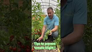 How to prevent tomato blight?     #growingvegetables #growyourownfood #growyourown #gardeningtips