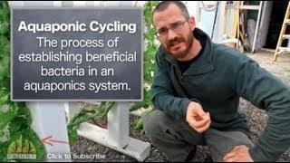 The Basics of Aquaponics System Cycling