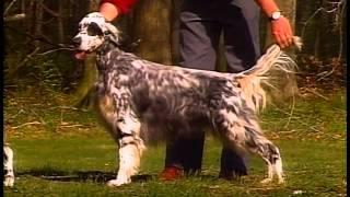 English Setter - AKC Dog Breed Series