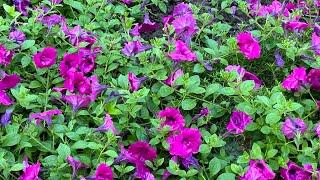 How To Invigorate Wave Petunias in Flower Bed