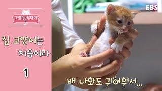 고양이를 부탁해 - 집 고양이는 처음이라_#001