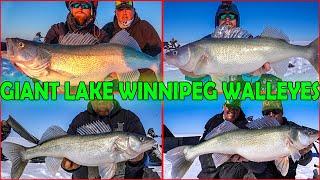 Ice fishing GIANT WALLEYE on Lake Winnipeg - The Curse Continues [Day 2 with Kingsland Outfitting]