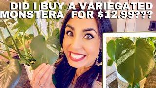 Did I buy a Variegated Monstera for only $12.99?!!