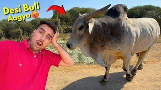 Desi Bull Ki Entry Ho GayiSabse Heavy Bull Aagya￼