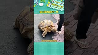 祖上闊過的就是不一樣 #鳥類#冷知識#娛樂評論大賞