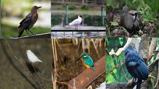 Amezing Birds Video | Animals Video Wildlife Video | Animal Tv Earth Wildlife