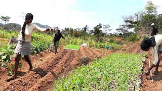 Sandra lần đầu trồng ngô nếp Việt Nam || Tony Phong cuộc sống Châu Phi