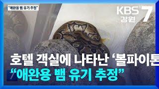 호텔 객실에 나타난 ‘볼파이톤’…“애완용 뱀 유기 추정” / KBS  2025.06.24.