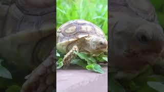 Psychology Of Reptiles AMAZING FACTS  #shorts #reptile