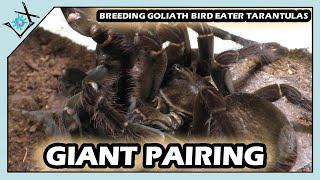 Breeding The Goliath Bird Eater Tarantula | Theraphosa blondi【Tarantula Breeding】