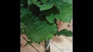 Веник для бани из лещины