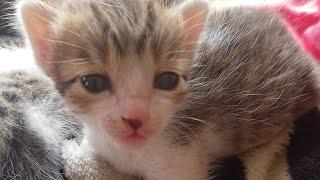 Reels of new kittens you'll guys love them [Shakeel Sultan]