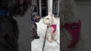 #sandiego #dog meetup at the park! We love Saturdays with our #dogdad s️ #dogshorts #doglover #dogs