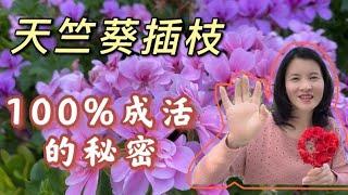 怎样插枝天竺葵100%成功，一棵变成一片花海的秘密How does cuttage geranium succeed 100%,