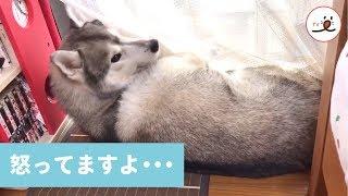 (ENG sub)Husky Dog Sulks After Getting Nails Clipped [PECO TV]