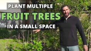 How to Plant Multiple Fruit Trees in a Small Space - High Density Back Yard Orchard Culture