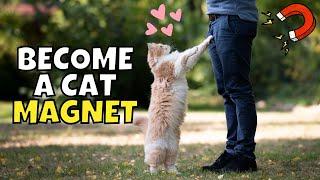 8 Secret Ways to Get Cats to Walk Up to You