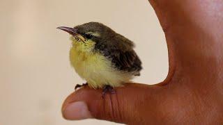 baby purple sunbird  Taming and feeding/ how to feed and tame a hummingbird