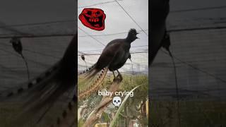 Birds incredible sound #short