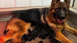 German Shepherd mom with new litter of puppies!