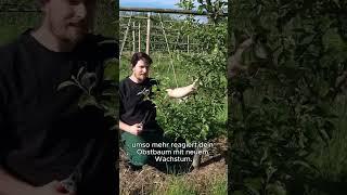 Mehr Ernte durch den Sommerschnitt  #gartentipps #selbstversorger #organicfarming #organic #fruit