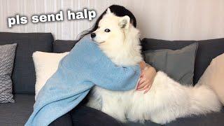 Hugging my dog for too long [FUNNY REACTION] 