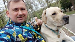 Labrador Troy | walk in forest and swim