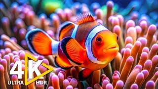 Unveil the WONDERS OF OCEAN 4K UHD - Experience the Serenity of Sea Life, Beautiful Coral Reef Fish.