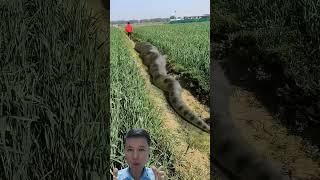 Anaconda Snake Chasing Boy.                 #RunFunTV