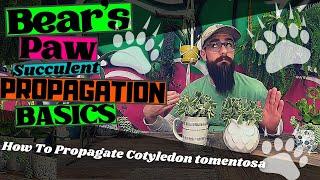 HOW TO PROPAGATE BEAR'S PAW SUCCULENTS | A Guide to Propagating Cotyledon tomentosa from cuttings