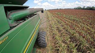 Harvesting Grain Sorghum