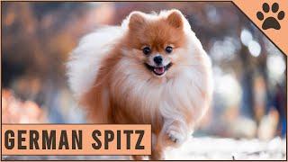 German Spitz - Everything you need to know