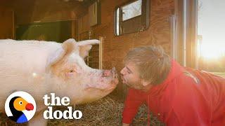 Rescue Pigs Runs To Her Dad When He Calls Her Name | The Dodo Comeback Kids