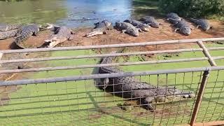 Crocodile Park Broome, Western Australia