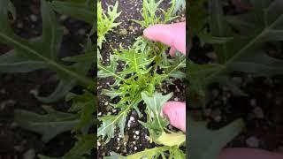 水菜鉢栽培 Part33