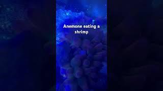 #reef2reef #aquarium