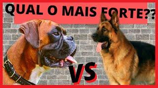 BOXER VS PASTOR ALEMÃO