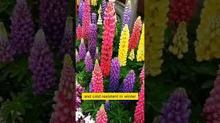 lupine flowers growing techinics  / satisfying  / Roses with you