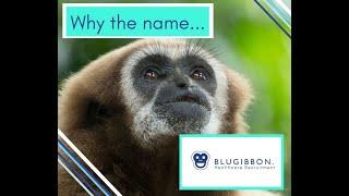 Why The Name Blugibbon?