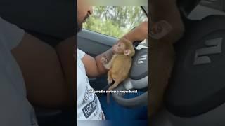 Caring for a monkey like family #shortvideo #animals #rescue #monkey #shorts