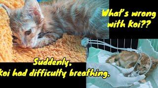 It’s so heartbreaking. Suddenly, Koi had trouble breathing. What happened to him?