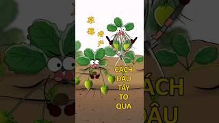 (P1) Làm ntn để dâu tây to quả #khuvuonthichbuonchuyen #strawberry #hoathinhvuinhon #funny #shorts