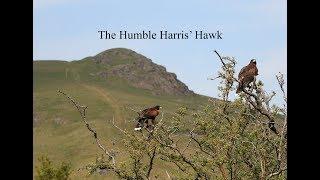 Hunting with The Humble Harris' Hawk