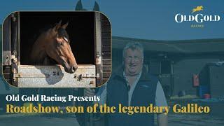 Meet Roadshow, son of legendary sire Galileo, trained by 14x Champion Trainer, Paul Nicholls