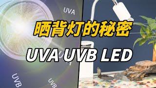 你還在用這種曬背燈？再不撤走烏龜就要掛咯！揭秘背後你不知道的真相！