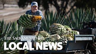 See How Agave Plants Are Harvested To Be Distilled Into Spirits At This Woodland Farm