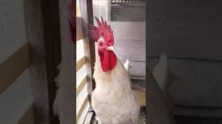 Beautiful Rooster @ Home  #shorts